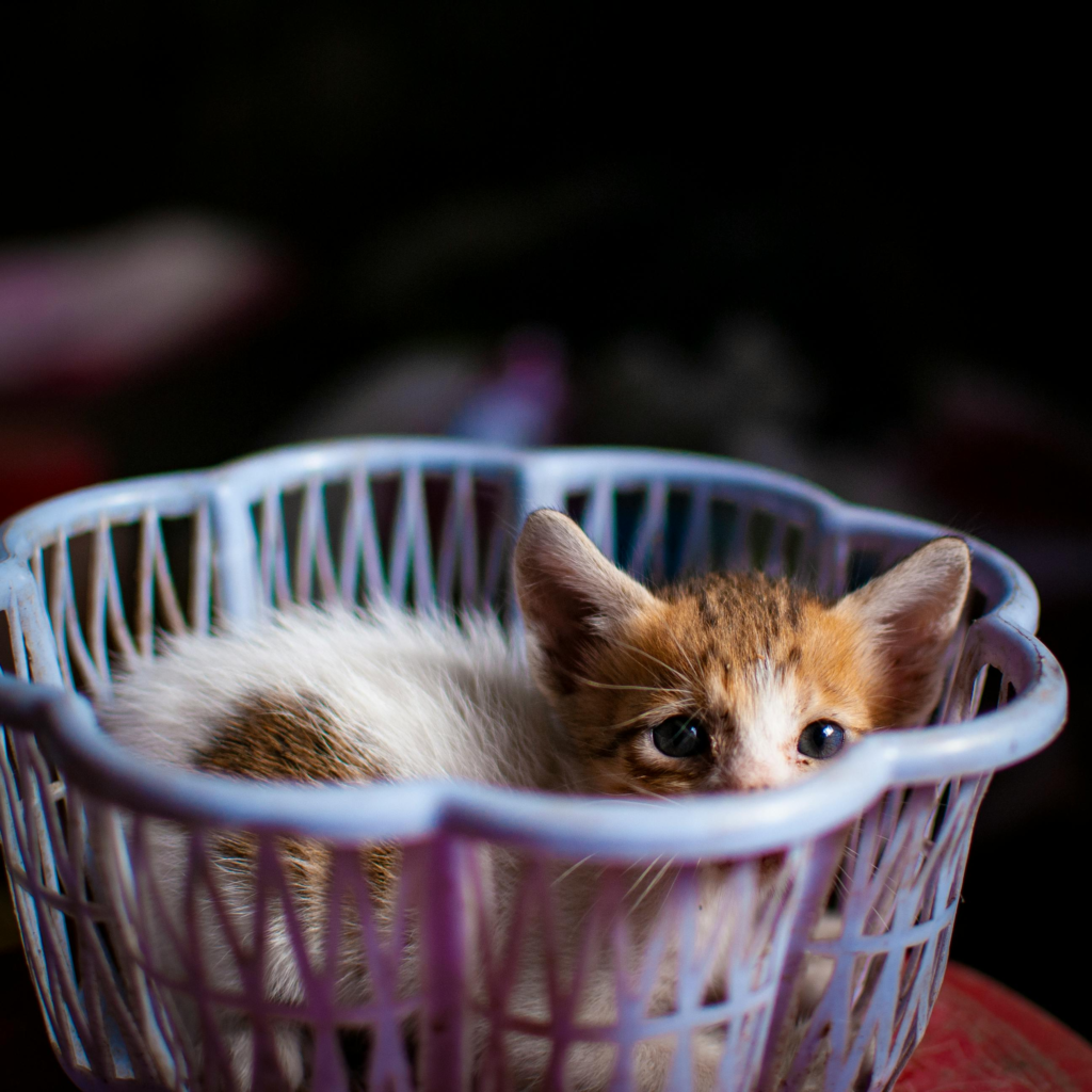A tiny orange-and-white kitten sitting inside a light purple basket, looking up with soft, curious eyes.