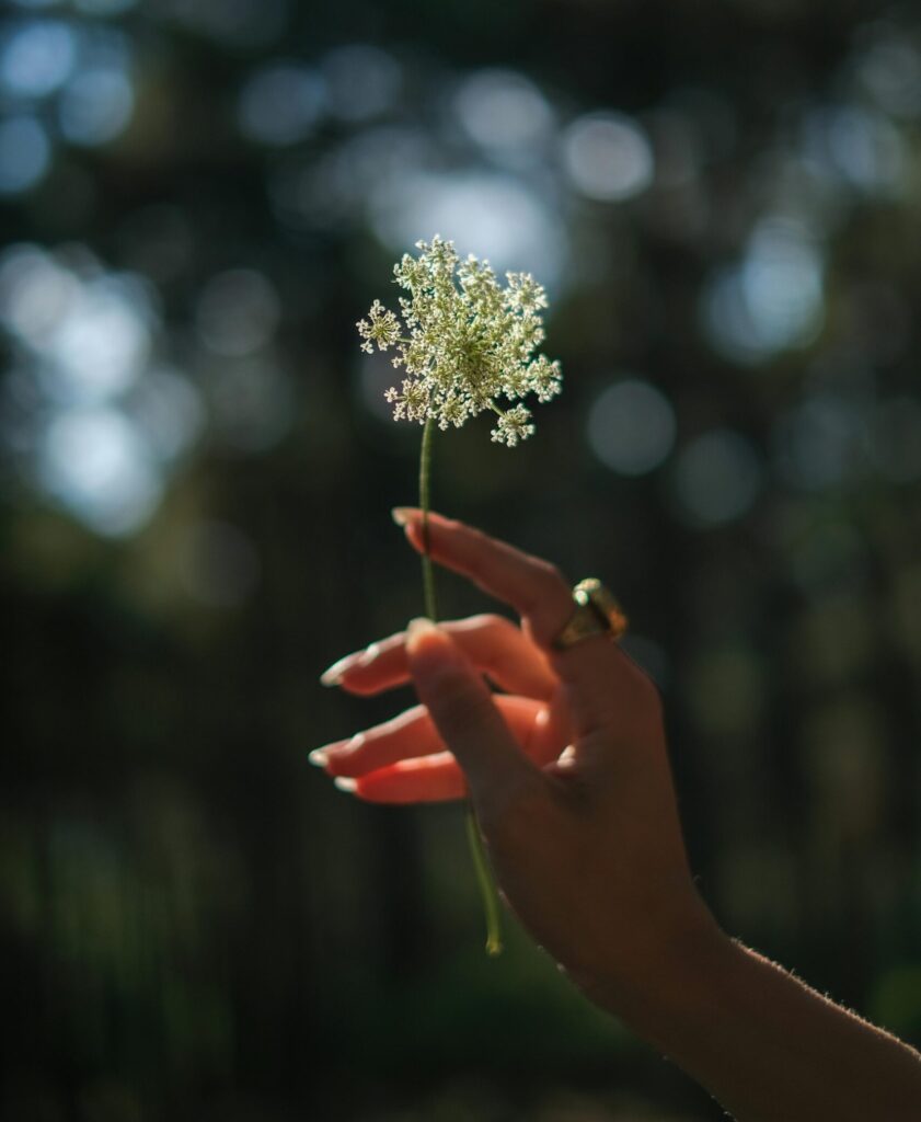 A soft, feminine close-up of a hand gently holding a tiny white wildflower against a blurry, sunlit forest background.